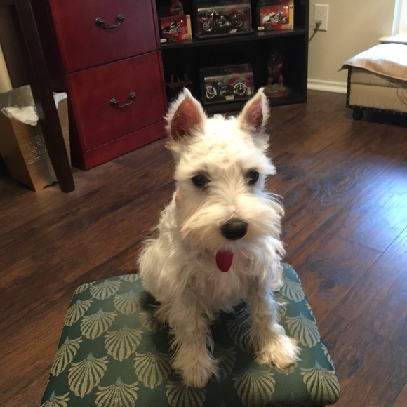 Meet your Posher, Rachel my fur baby is Coco!! - Picture 4 of 4